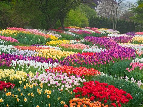 玉合公園裡的花開得有多麼美麗